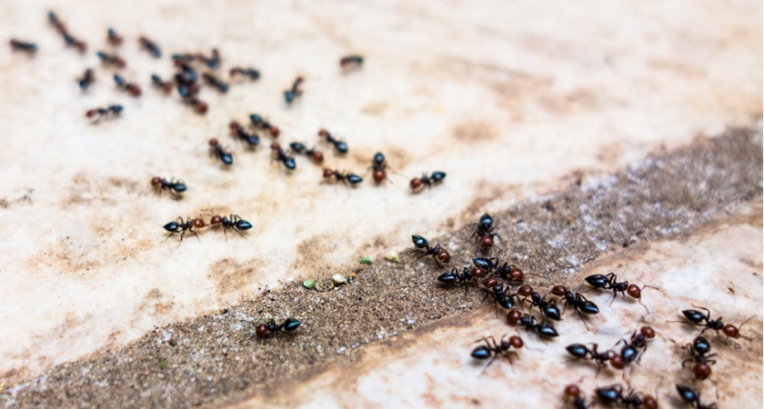 Одна ночь — и муравьев с тлей сдует: потребуется всего 100 граммов этого средства