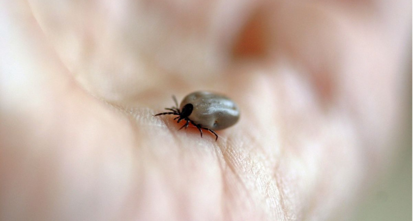 Клещи и комары не побеспокоят: простой способ без репеллентов