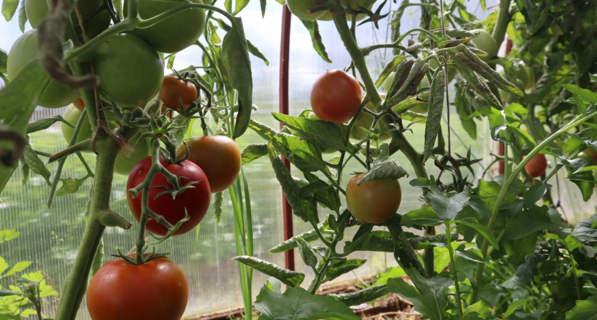 Ушлые дачники подвязывают кусты помидоров именно так — даже подкормок не нужно