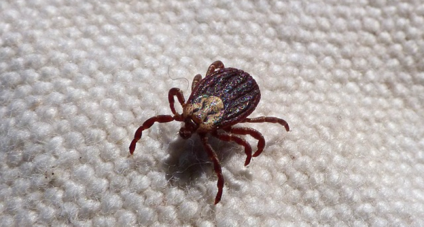 За неделю в Коми клещи напали на 219 человек