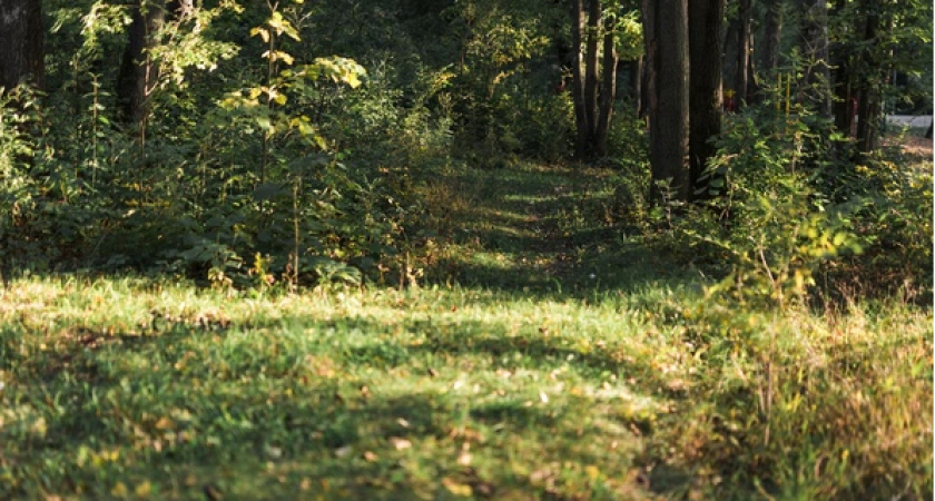 Названа единственная группа крови, которую больше всего любят клещи