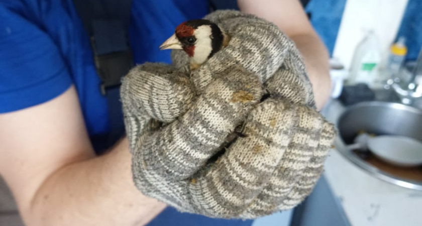 Спасатели из Сыктывкара выручили щегла