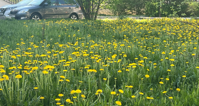 Синоптики рассказали о погоде в Коми на 8 июня