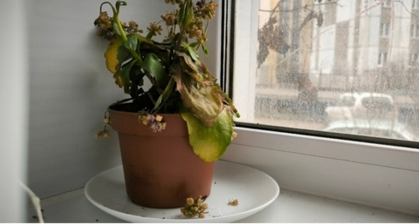 Срочно уберите этот цветок из дома: приносит несчастье, вопреки приметам