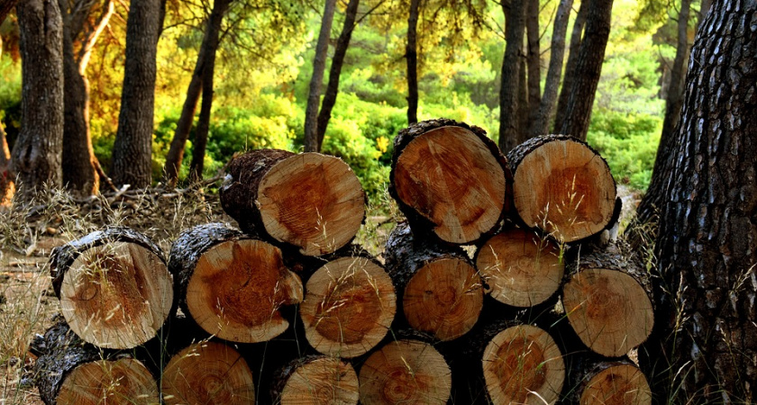 В Коми станет проще заготавливать древесину для жителей сел