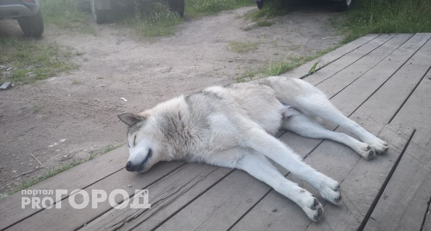 В Инте мэрия заплатит более 250 тысяч рубле за нападение безнадзорных собак на детей 