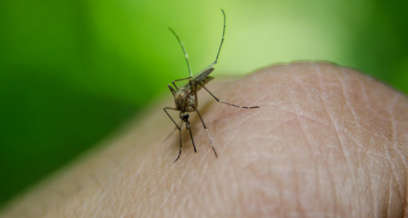Комары и мошки больше не покусают: 5 эффективных дешевых народных средств против насекомых