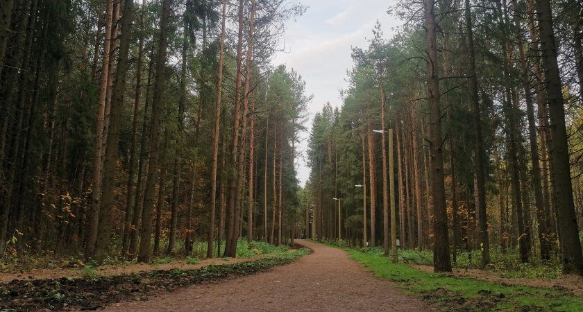 В Сыктывкаре ищут двух подростков: дети заплутали в лесу 