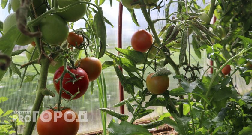 Просто добавьте 7 капель и томаты сразу идут в рост – урожая на грядках в 2 раза больше