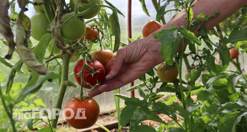 Что нужно давать помидорам в июле, чтобы получить много урожая