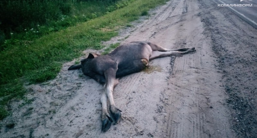 В Коми на трассе Сыктывкар-Ухта микроавтобус столкнулся с лосем