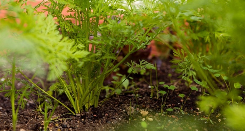 Укроп будет пышным, ароматным и не перерастет в зонтики, если знать 1 хитрость