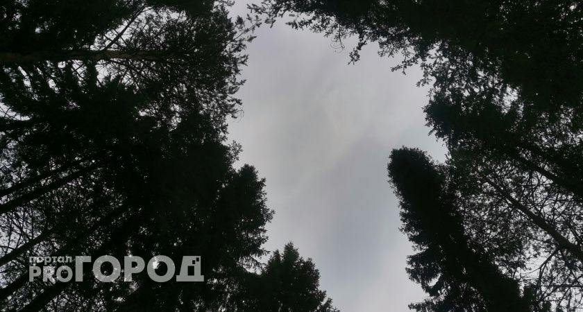 В Коми возбуждено уголовное дело по факту незаконной вырубки елей