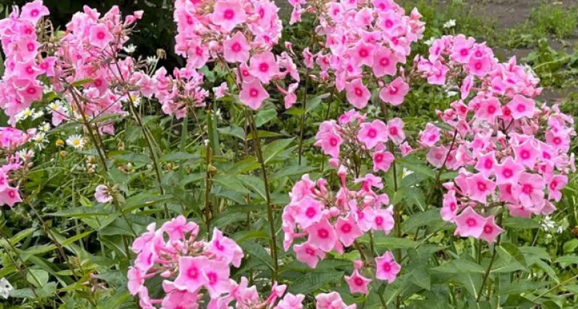 Чем подкормить флоксы в июле, чтобы они пышно и долго цвели