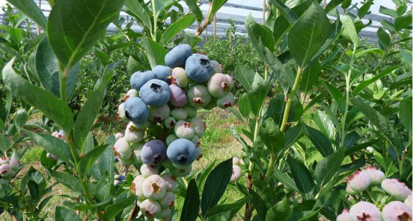 По "бабушкиному методу": как подкислить почву для голубики за 5 минут