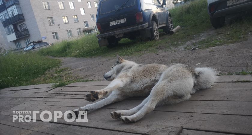 Жительница Коми взыскала с администрации Печоры компенсацию из-за нападения на нее бездомных собак