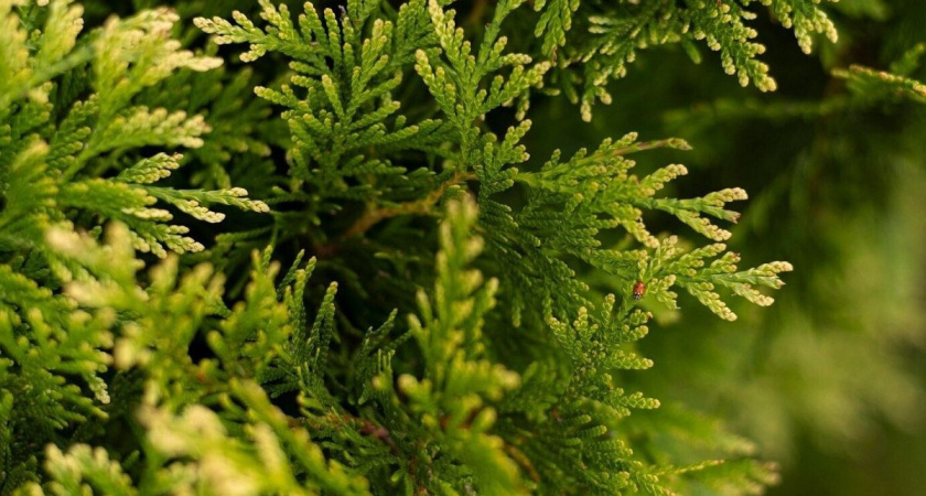 Что делать, если сохнет туя: советы и рекомендации для спасения вашего растения