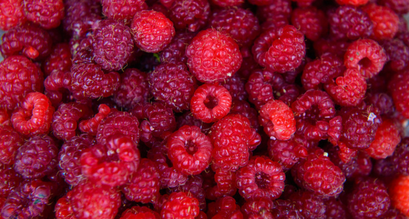 Малина будет крупнее на 60%, если поливать этим кусты каждые 8 дней в июле