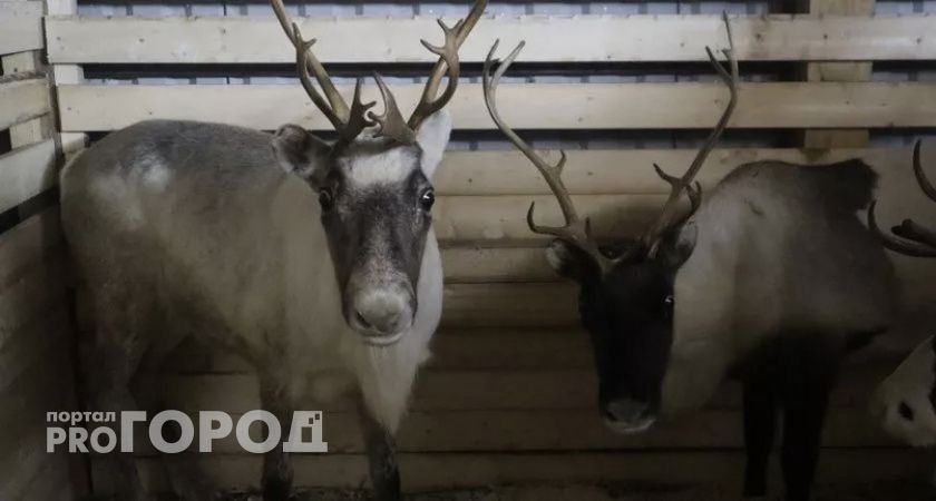 В Республике Коми увеличилась численность краснокнижных северных оленей