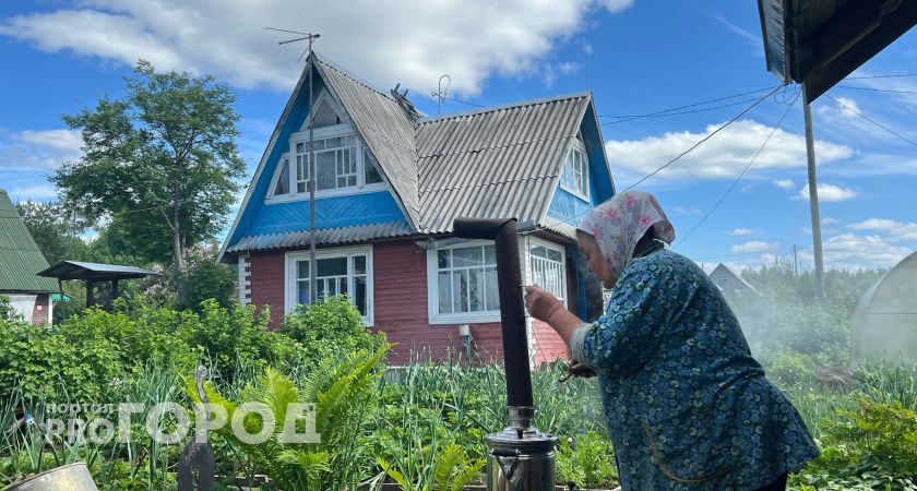 Укроп в июле: как успешно посеять и вырастить ароматную зелень без проблем