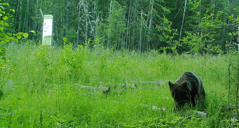 Медведи, зайцы и коршун: в нацпарке "Койгородский" фотоловушки поймали лесных обитателей