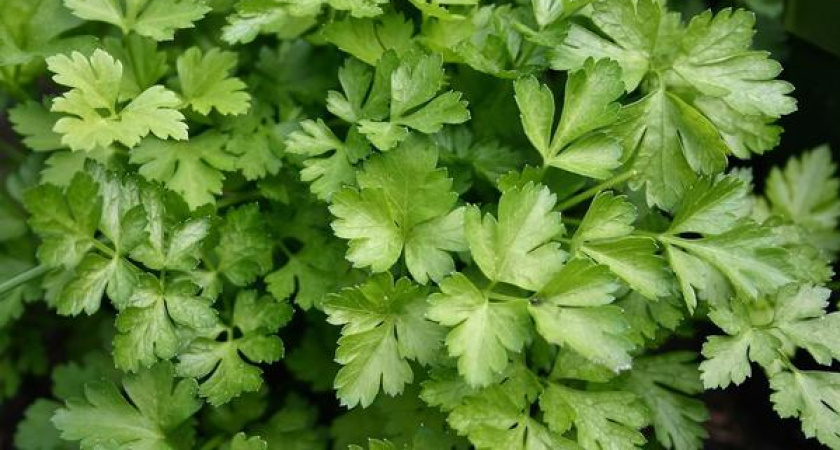 Как сохранить петрушку, лук и укроп на зиму — зелень останется свежей и ароматной