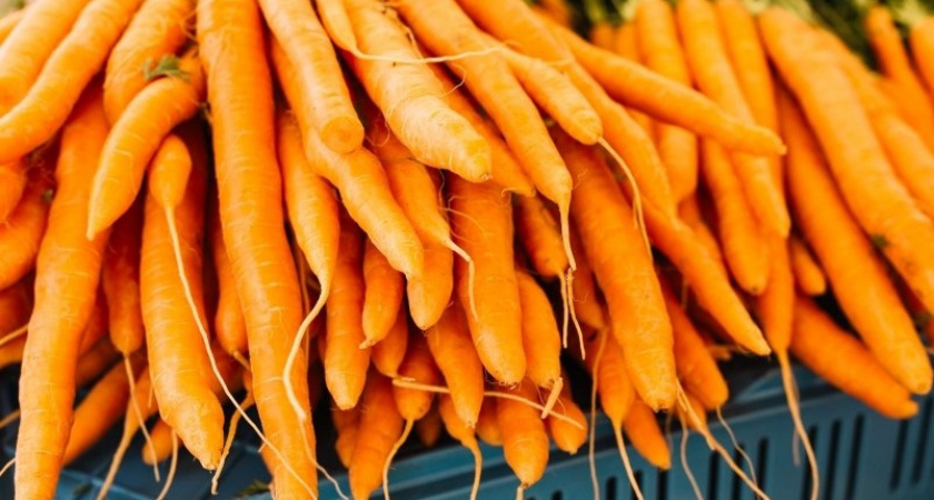 Посадите этот сорт моркови после 24 июля: рекордный урожай вам обеспечен в сентябре