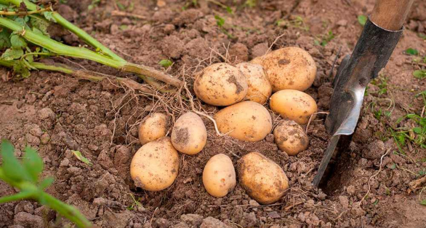 Секреты выращивания картофеля: 9 правил для получения крупного и богатого урожая
