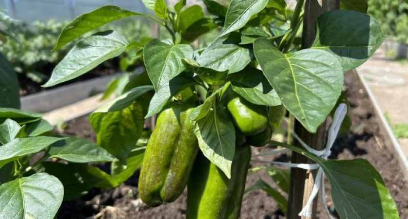 Секреты успешного выращивания перца: 5 проверенных способов продлить его плодоношение 
