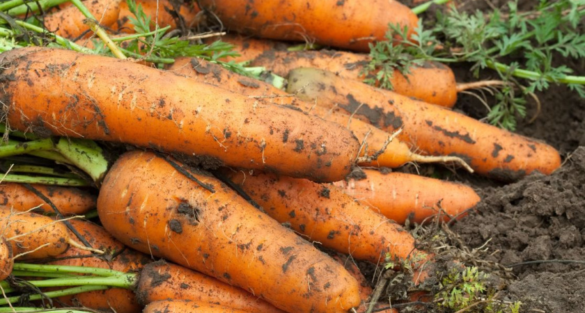Морковь сразу пойдёт в рост: в июле полейте грядку таким раствором — первый шаг к хорошему урожаю
