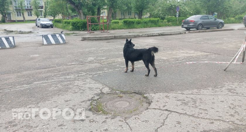 В Коми жители жалуются на увеличивающееся количество безнадзорных собак