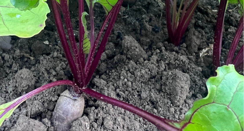 Даю их свекле и моркови в августе, и они сразу растут больше, вкуснее и слаще – именно такой ее любят есть даже в сыром