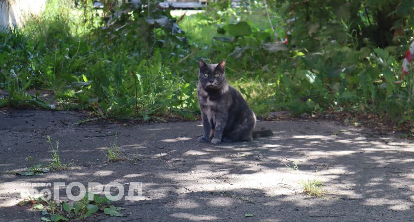 Нет горячей воды и отопления: в Сыктывкаре помещение для приюта "Кошки за окошком" пришло в негодность