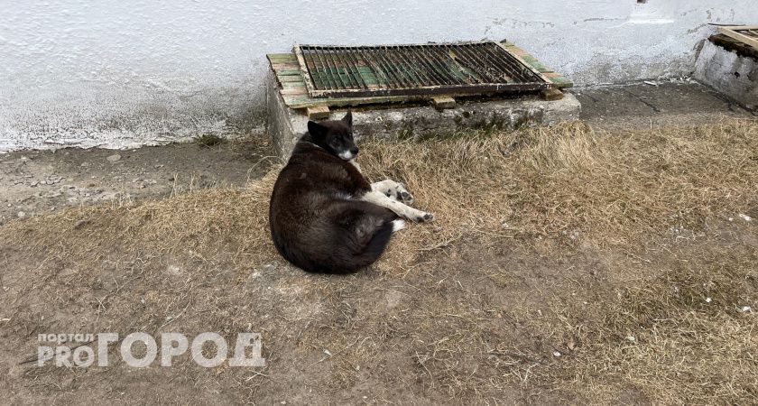 В одном из городов Коми простерилизовали 76 бродячих собак