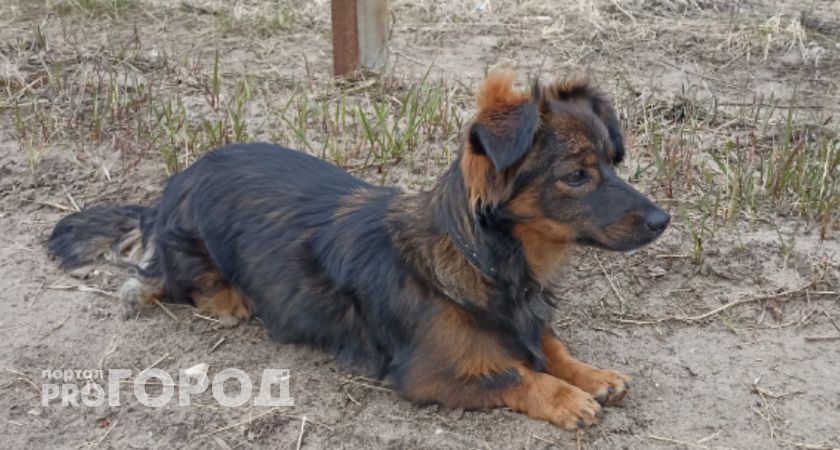 Суд Коми обязал создать приют для собак в одном районе