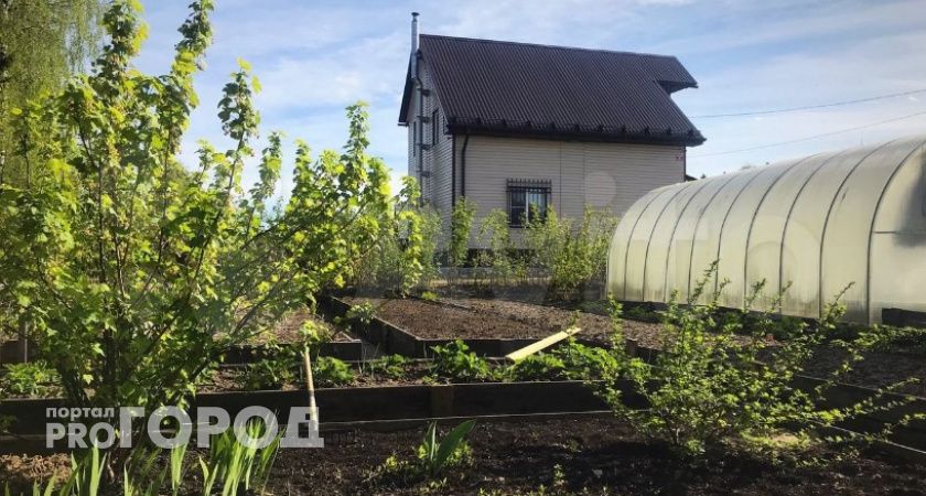 Соседи возят навоз тачками, а я просто разбрасываю в огороде эти семена – и сижу спокойно: почва сама восстанавливается 