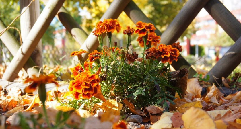 Самый красивый декоративный кустарник пора сажать в сентябре. Сад будет полыхать яркими красками