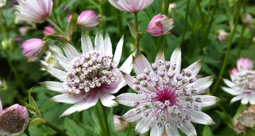 Цветы, как звезды, украсят вашу клумбу и отгонят слизней: узнайте магию этого многолетнего растения