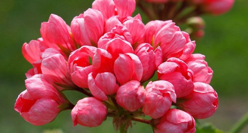 По рюмке в горшок — и герани как с выставки: кустятся и цветут на полную катушку — даже тюльпановидная не отстает