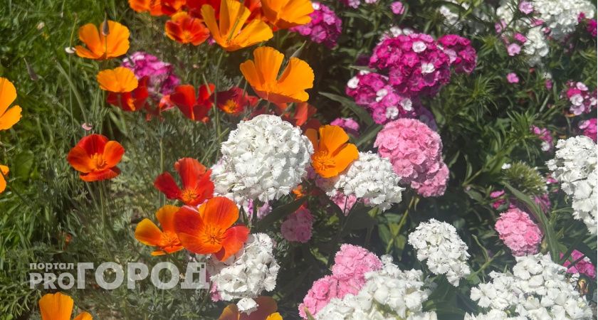 Идеальны для осенней посадки: 3 многолетника, которые советую обязательно посадить в сентябре на следующий год