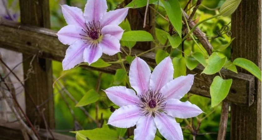 Насыпаю на корни — и горя не знаю: клематисы на зимовку отправляю только так — дармовое укрытие без хлопот