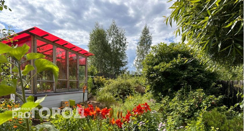 Готовим парник к весне: чем обработать теплицу осенью