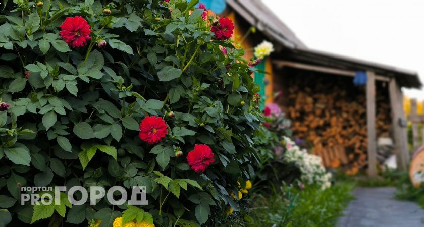 В сентябре обрезаю все деревья на 1/3: Урожай слив, вишен и абрикосов собираю тоннами — агроном дала ценный совет