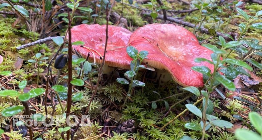 Грибники ведрами собирают этот вкусный, но непопулярный гриб