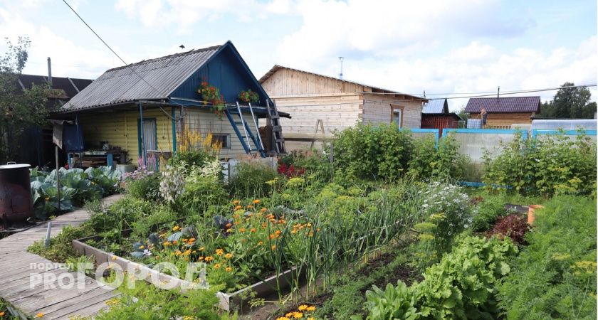 Каждый сентябрь закапываю на огороде тряпку с керосином: вот зачем так делаю — пользы на миллион и минимальные траты