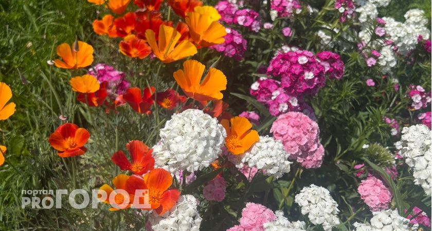 Идеальны для осенней посадки: 3 многолетника, которые советую обязательно посадить в сентябре на следующий год