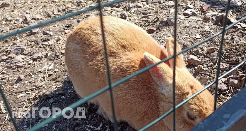 В Коми появились новые правила содержания кроликов