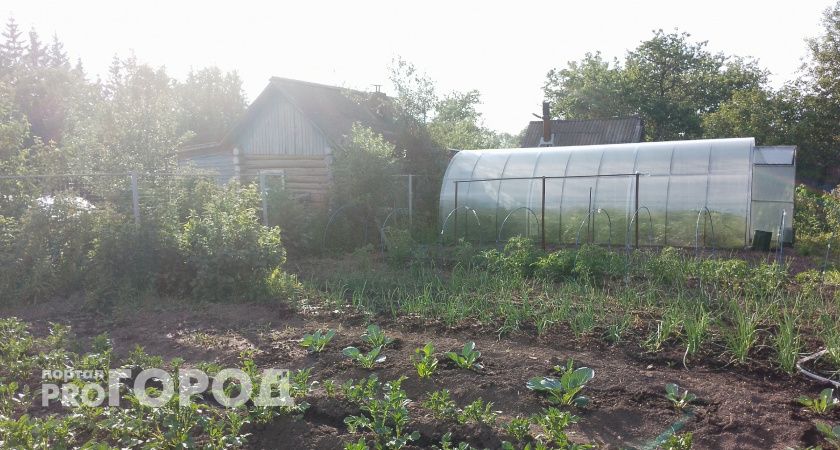 Плодородность земли вырастет в разы: после выкопки лука и чеснока внесите в почву это — не навоз и не компост