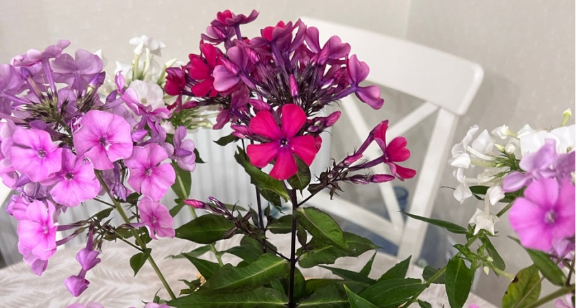 Как обеспечить пышное цветение герани: зола и банановая кожура — советы по подкормке без химии