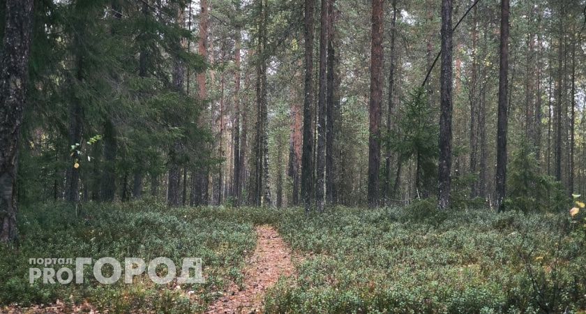 В Сыктывкаре за сентябрь в лесах потерялись восемь человек